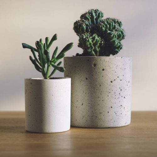 🌿 Quelle est la meilleure plante pour vous ? 🌱