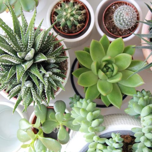 Les plantes d’intérieur sont bonnes pour la santé.