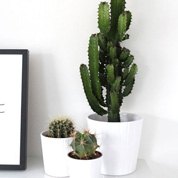 Paquet de plantes