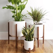 Plantes