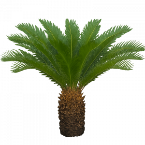 Cycas de Japon