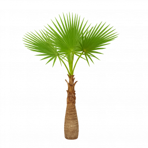Palmier Washingtonia 1 mèters