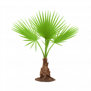 Palmier Washingtonia