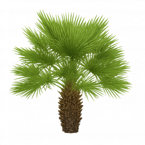 Palmier nain, Chamaerops humilis, palmier méditerranéen, palmier compact, palmier rustique, palmier extérieur, palmier en pot, palmier décoratif, feuillage persistant, palmier touffu, palmier ornemental, plante de rocaille, palmier pour terrasse, palmier de jardin, plante résistante, palmier pour climat sec, plante graphique, palmier d’ornement, pépinière Tunisie