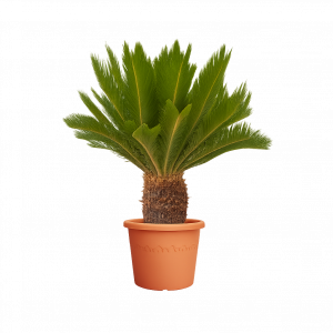 Cycas revoluta