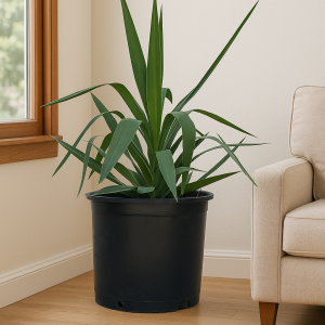 Yucca, Plante résistante, Plante verte, Déco végétale, Plante d’intérieur, Plante d’extérieur, Facile à entretenir, Plante graphique, Ambiance exotique, Terrasse, Salon vert