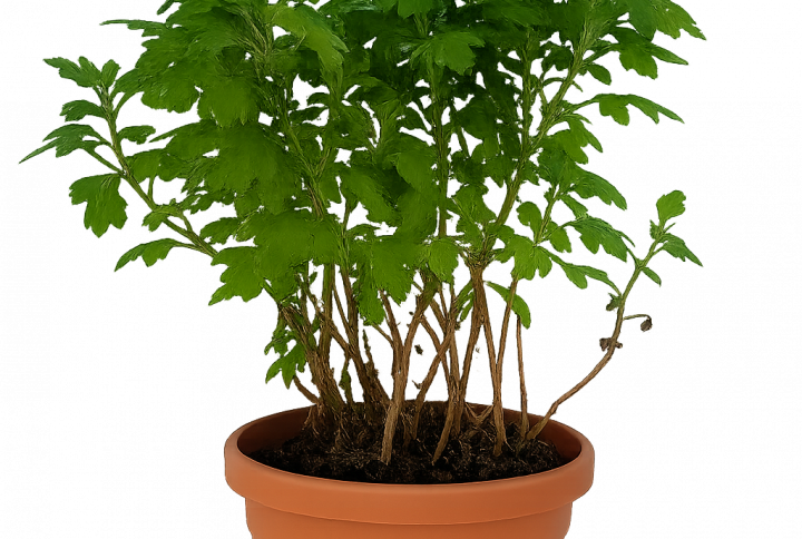 Chrysanthème – Plante florale en pot