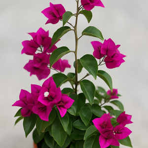 bougainvillier