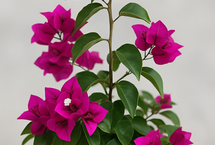 bougainvillier