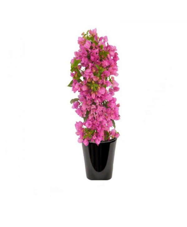 Bougainvillier