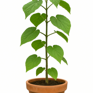 Paulownia tomentosa