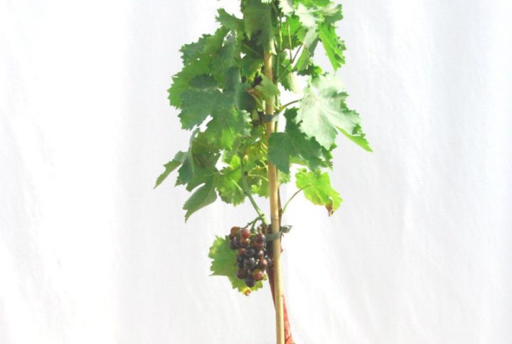 Plante vigne