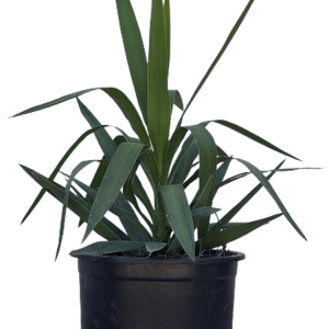 yucca