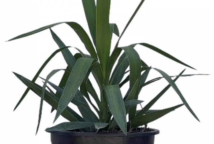 yucca
