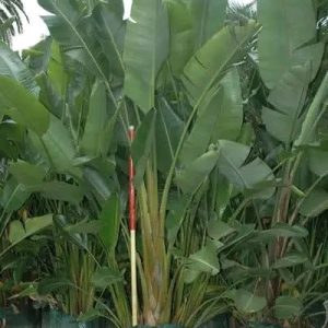 Strelitzia augusta