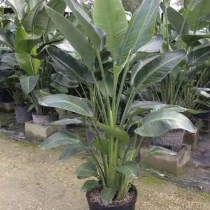 Strelitzia augusta