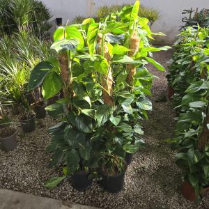 Pothos