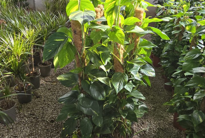 Pothos