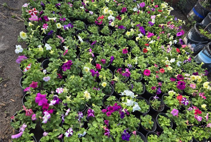 Pétunia