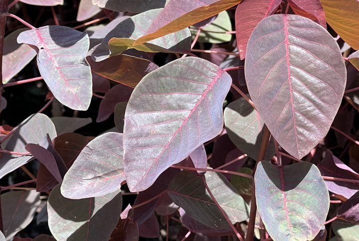 Euphorbia cotinifolia