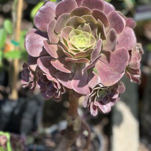 Aeonium rouge