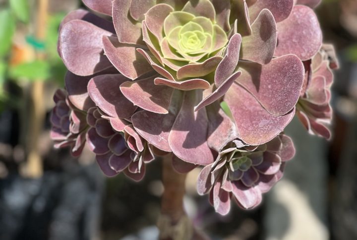 Aeonium rouge