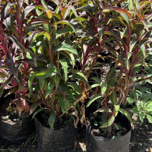 Cordyline fruticosa