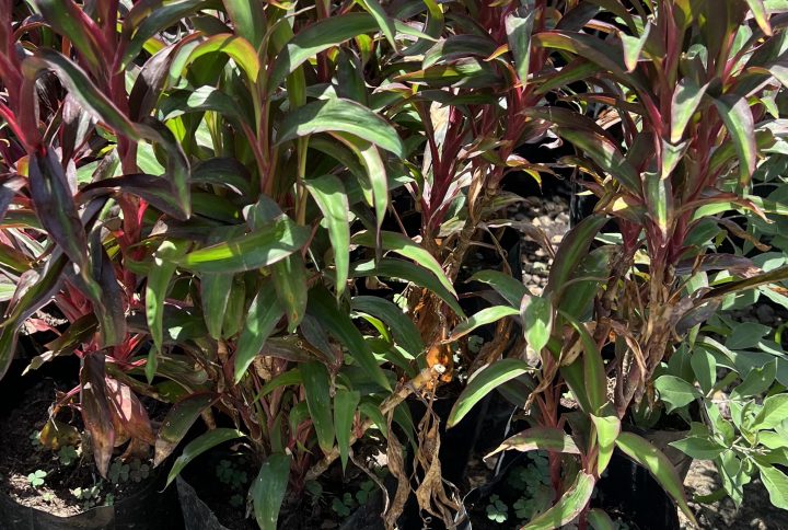 Cordyline fruticosa