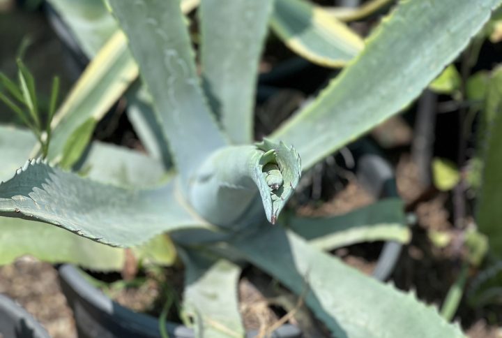 Agave américain