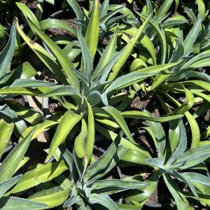 agave desmettiana