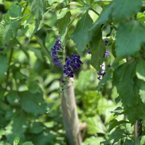 Duranta