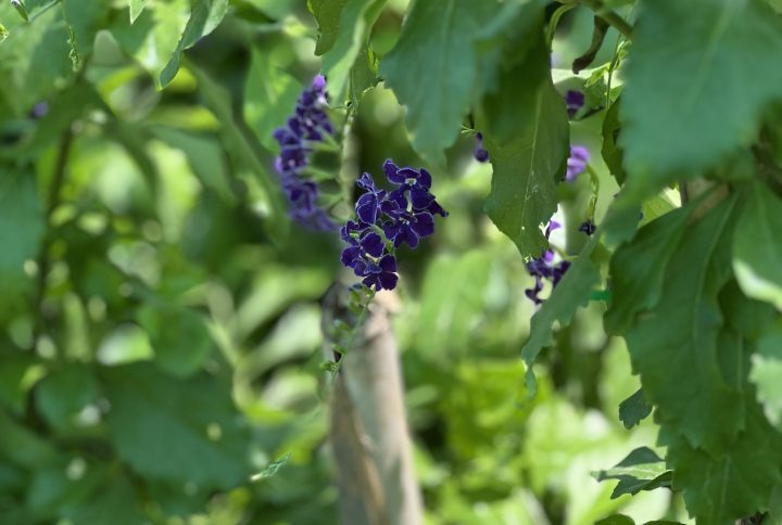 Duranta