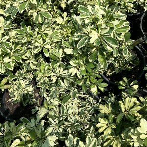 Schefflera