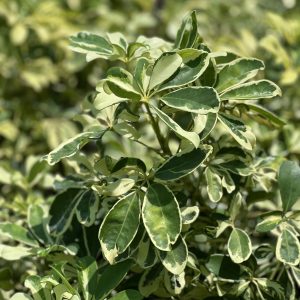 Schefflera