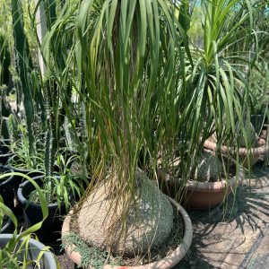 Beaucarnea