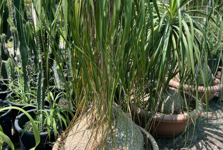 Beaucarnea