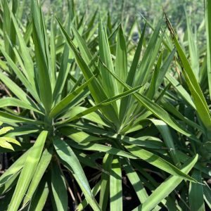 Yucca elephantipes
