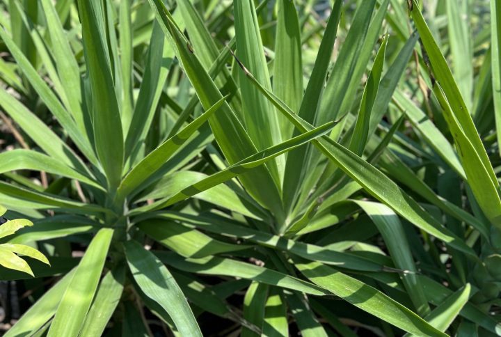 Yucca elephantipes