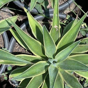 Agave desmettiana Variegata