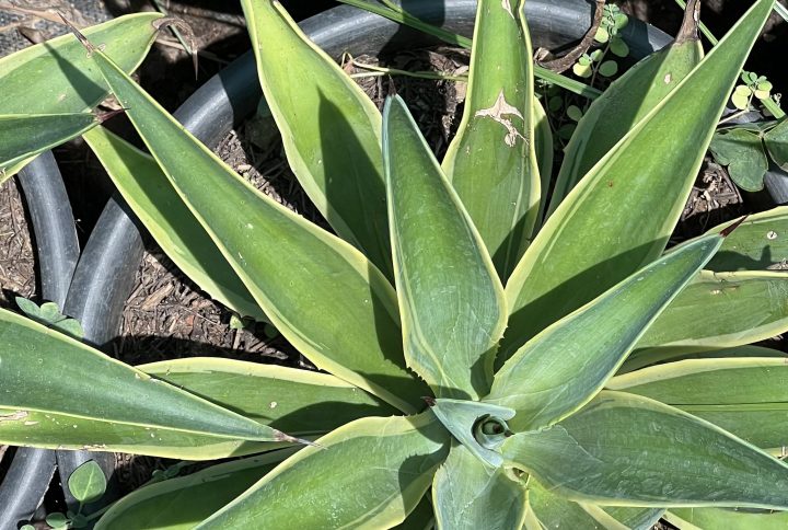 Agave desmettiana Variegata