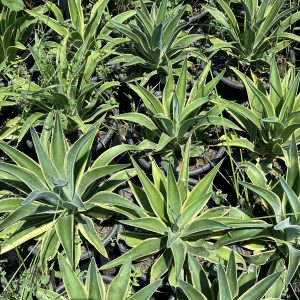 Agave desmettiana Variegata
