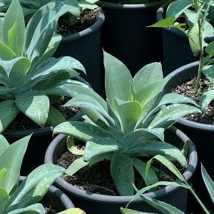 Agave Attenuata