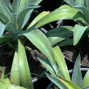agave desmettiana