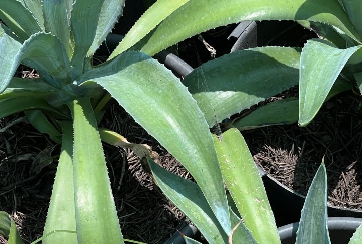 agave desmettiana