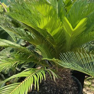 Cycas revoluta