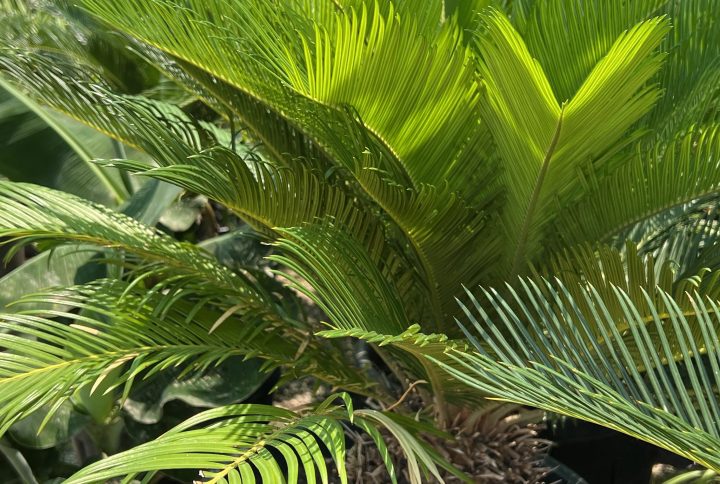 Cycas revoluta
