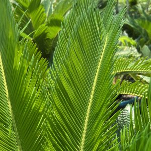 Cycas revoluta
