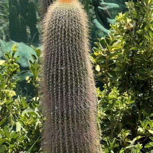Cactus desert