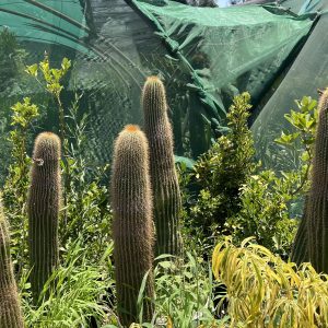 Cactus desert