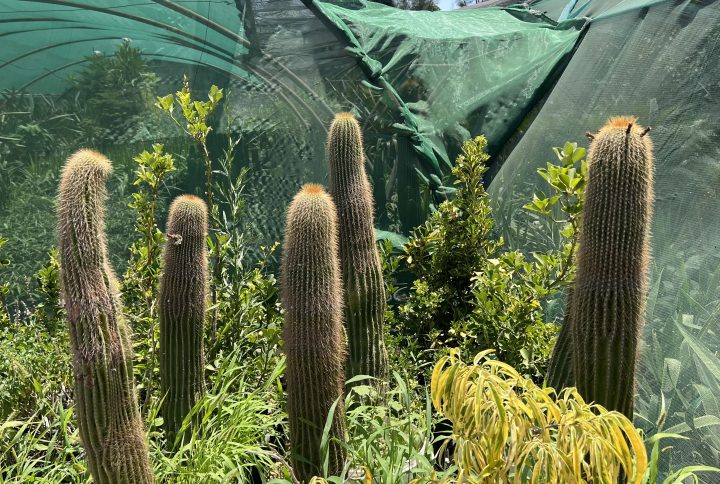 Cactus desert
